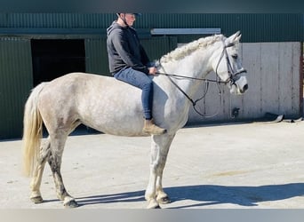 Draft Horse, Mare, 8 years, 16,1 hh, Gray