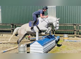 Draft Horse, Mare, 8 years, 16,1 hh, Gray