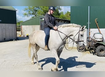 Draft Horse, Mare, 8 years, 16,1 hh, Gray