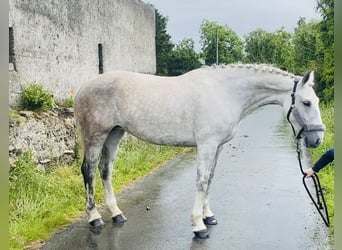 Draft Horse, Mare, 8 years, 16,1 hh, Gray