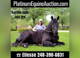 Draft Horse, Mare, 8 years, 16 hh, Black