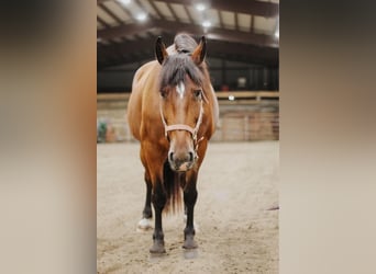 Draft Horse Mix, Mare, 8 years, Bay