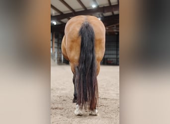 Draft Horse Mix, Mare, 8 years, Bay