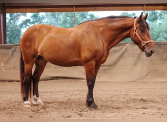 Draft Horse Mix, Mare, 8 years, Bay