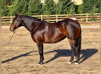 Draft Horse, Mare, 8 years, Black