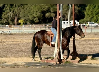 Draft Horse, Mare, 8 years, Black