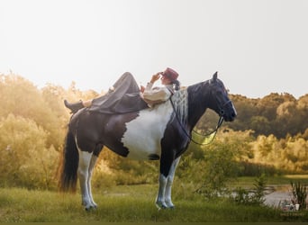 Draft Horse Mix, Mare, 8 years, Pinto