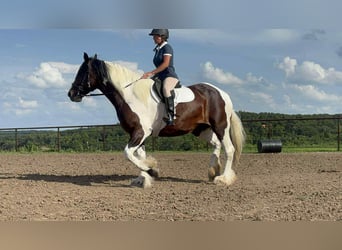 Draft Horse, Mare, 8 years, Tobiano-all-colors