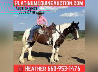 Draft Horse, Mare, 8 years, Tobiano-all-colors