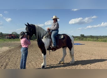 Draft Horse, Mare, 8 years, Tobiano-all-colors