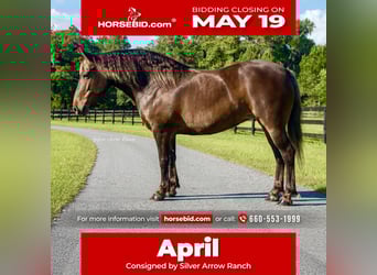 Draft Horse Mix, Mare, 9 years, 13.2 hh