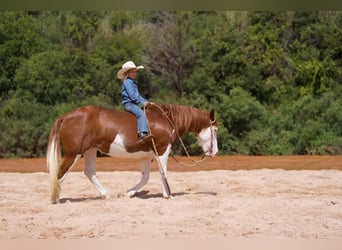 Draft Horse Mix, Mare, 9 years, 13 hh, Pinto