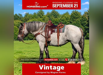 Draft Horse Mix, Mare, 9 years, 15 hh, Roan-Blue