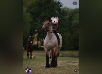 Draft Horse, Mare, 9 years, 16.1 hh, Roan-Bay