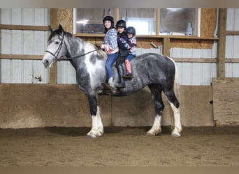 Draft Horse, Mare, 9 years, 16.2 hh, Tobiano-all-colors