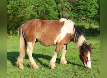Draft Horse Mix, Stallion, 1 year, 14.2 hh, Tobiano-all-colors