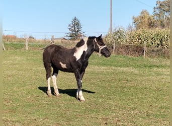 Draft Horse, Stallion, 1 year, 15.1 hh, Pinto
