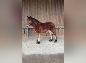 Draft Horse, Stallion, 1 year, Bay-Dark