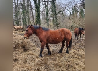 Draft Horse, Stallion, 21 years, 15.1 hh, Brown