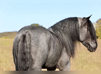 Draft Horse Mix, Stallion, 4 years, 16.1 hh, Roan-Blue