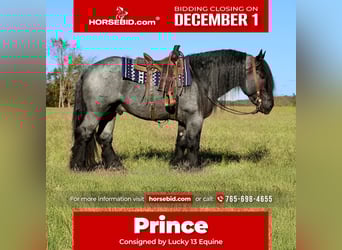 Draft Horse Mix, Stallion, 4 years, 16,1 hh, Roan-Blue