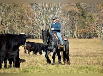 Draft Horse Mix, Stallion, 5 years, 16.1 hh, Roan-Blue