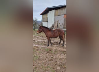 Draft Horse, Stallion, Foal (01/2026), 13,2 hh, Brown