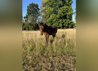 Draft Horse Mix, Stallion, Foal (03/2025), 15.1 hh, Brown