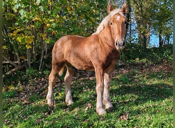 Draft Horse, Stallion, Foal (05/2024), Chestnut-Red