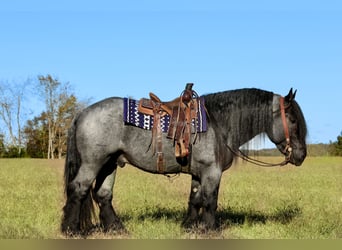 Draft Horse Mix, Stallone, 4 Anni, 165 cm, Roano blu
