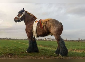Draft Horse, Stallone, 9 Anni, 169 cm, Baio roano