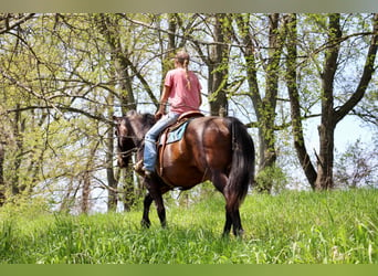 Draft Horse, Sto, 10 år, 165 cm, Brun