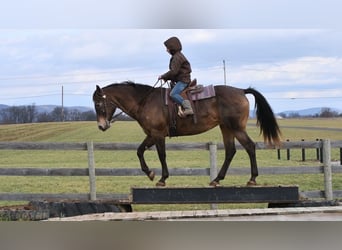 Draft Horse Blandning, Sto, 11 år, 160 cm, Brun