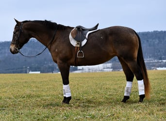 Draft Horse Blandning, Sto, 11 år, 160 cm, Brun