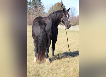 Draft Horse, Sto, 11 år, Svart