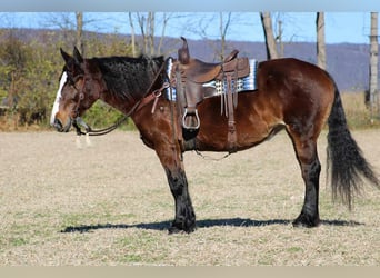 Draft Horse Blandning, Sto, 12 år, 155 cm, Mörkbrun