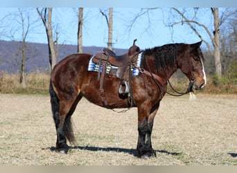 Draft Horse Blandning, Sto, 12 år, 155 cm, Mörkbrun