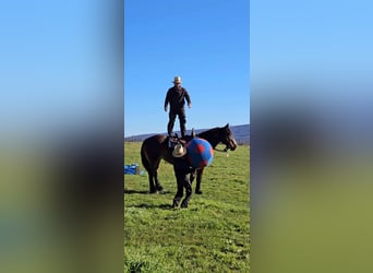 Draft Horse Blandning, Sto, 12 år, 155 cm, Mörkbrun