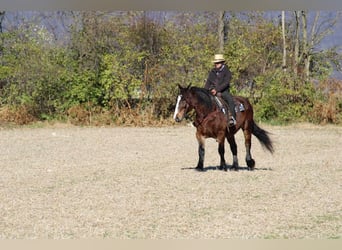 Draft Horse Blandning, Sto, 12 år, 155 cm, Mörkbrun