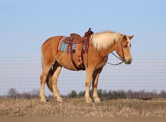 Draft Horse, Sto, 12 år, Palomino