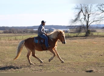 Draft Horse, Sto, 12 år, Palomino