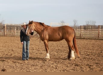 Draft Horse Blandning, Sto, 4 år, 155 cm, Champagne