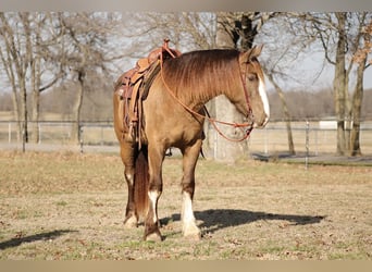 Draft Horse Blandning, Sto, 4 år, 155 cm, Champagne