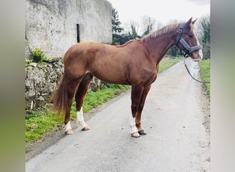 Draft Horse, Sto, 4 år, 158 cm, Fux