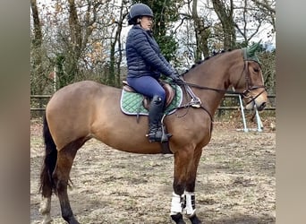 Draft Horse, Sto, 4 år, 162 cm, Brun