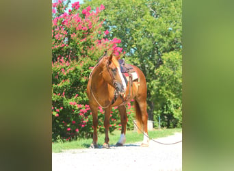 Draft Horse Blandning, Sto, 5 år, 163 cm, Fux