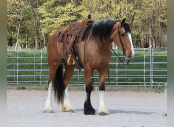 Draft Horse Blandning, Sto, 5 år, Gulbrun