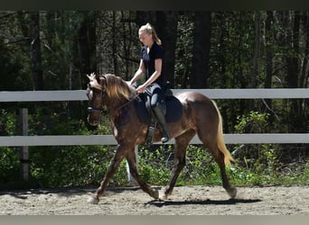 Draft Horse Blandning, Sto, 5 år