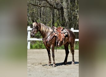 Draft Horse Blandning, Sto, 5 år