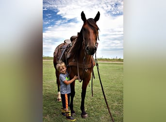 Draft Horse, Sto, 6 år, 150 cm, Brun